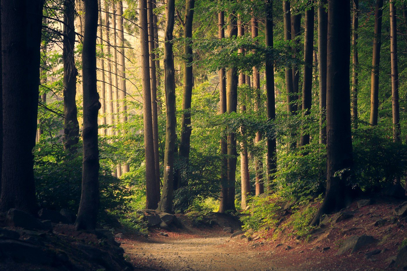 Outdoor landscape for Inclusive Pacing on the Trail